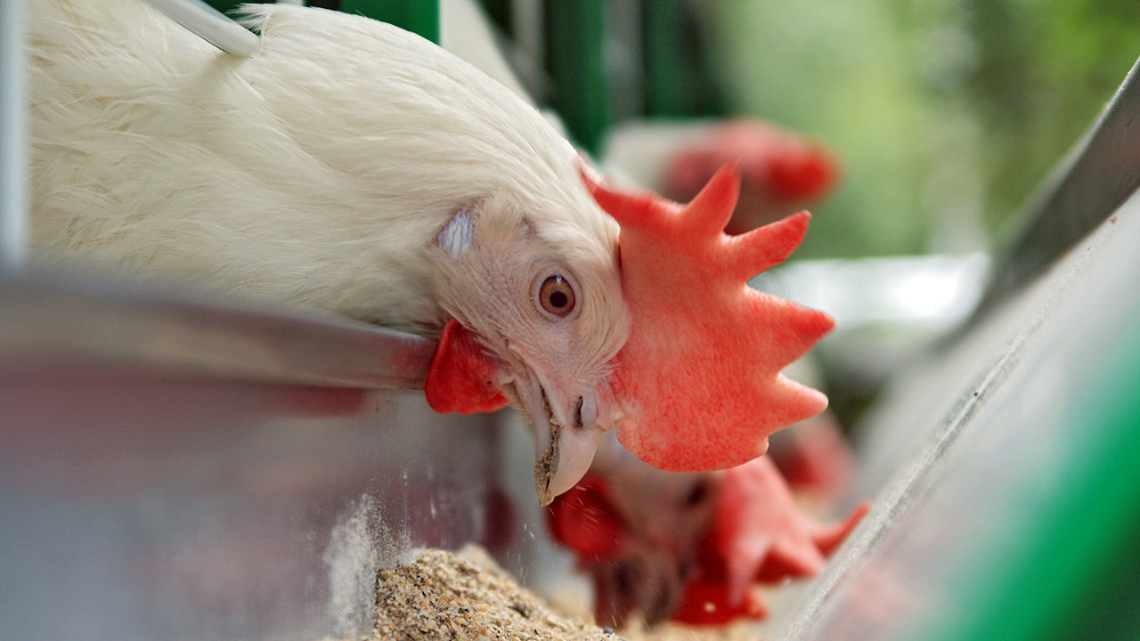 动物食品制造和安全 Aufsi Beplay 网页版